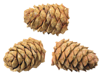 pine_cone_PNG13340.png